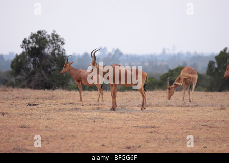 Lelwel hartebeest Foto Stock