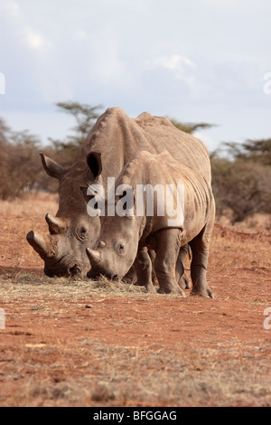 White Rhino coppia Foto Stock