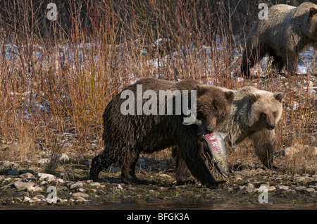 Orso grizzly (Ursus arctos), Salmone Chum nella sua bocca, filiale di pesca sul fiume Ni'iinlii Njik Riserva Ecologica, Yukon, Canada Foto Stock