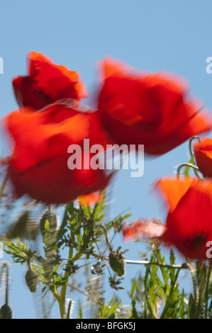 Papaveri al vento in un campo sul campo di battaglia della Somme. Foto Stock