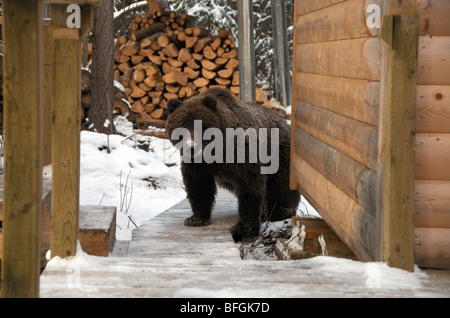 Orso grizzly fuori log cabin dal ramo di Pesca di fiume, Ni'iinlii Njik Riserva Ecologica, Yukon Territory, Canada Foto Stock