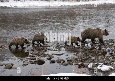 Orso grizzly (Ursus arctos) sow e 1° anno cuccioli. Pesca di fiume di diramazione Ni'iinlii Njik Riserva Ecologica di Yukon Territory Canada Foto Stock