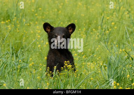 Captive Black Bear Cub (Ursus americanus) in piedi nel prato estivo. Foto Stock