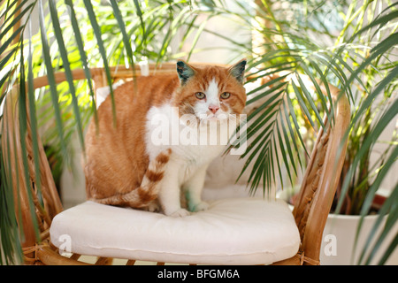 Santuario gatto con il marcatore verde, Germania Foto Stock