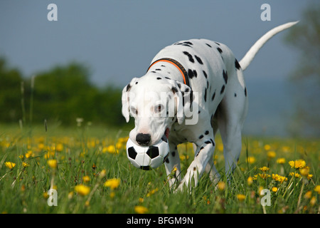 Dalmazia (Canis lupus f. familiaris) dalmata, portante una sfera, Germania Foto Stock