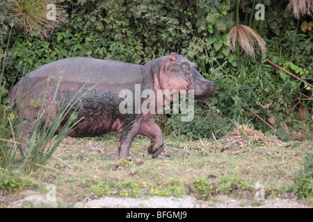 Ippopotamo sulla terra Foto Stock