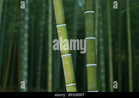 Foresta di Bamboo, Arashiyama, Kyoto, Giappone Foto Stock