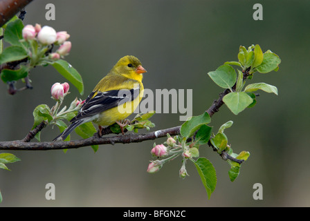 American Cardellino (Carduelis tristis) appollaiato su apple ramo di albero, Ontario, Canada Foto Stock