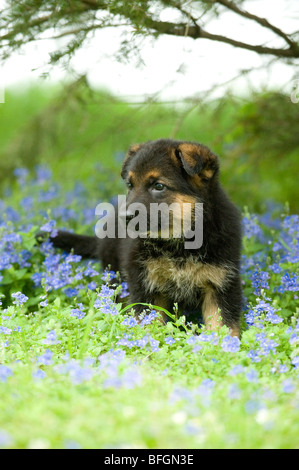 Pastore Tedesco cucciolo Foto Stock