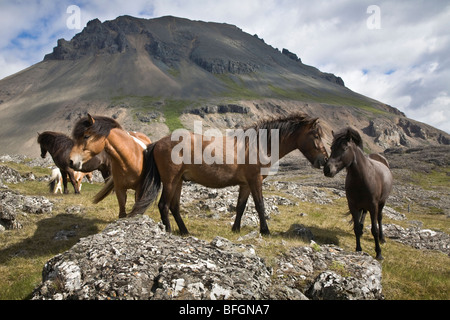 Allevamento di cavalli, vicino a Hofn, Islanda Foto Stock