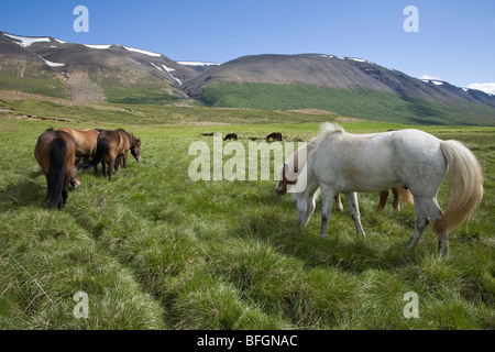 Allevamento di cavalli, vicino a Akureyri, Islanda settentrionale Foto Stock