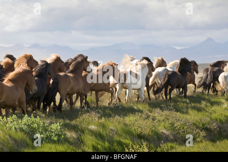 Allevamento di cavalli al galoppo, vicino Rykenholt, West Islanda Foto Stock