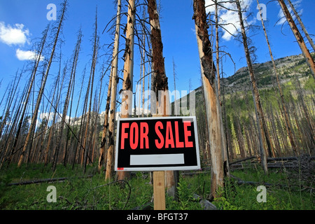 Alberi bruciati con in vendita segno. Il Parco Nazionale di Banff, Alberta, Canada Foto Stock