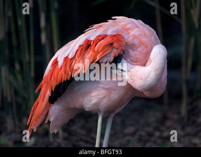 Flamingo cileni (Phoenicopterus chilensis) preening Foto Stock