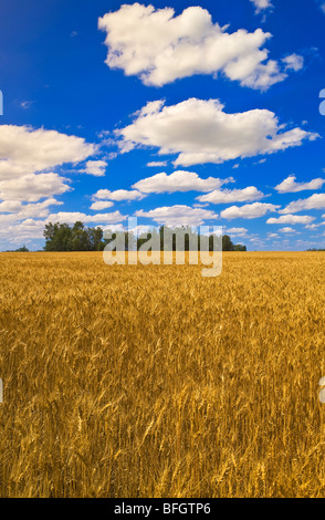 Campo di grano e sky con cumulus nuvole, Manor, Saskatchewan, Canada Foto Stock