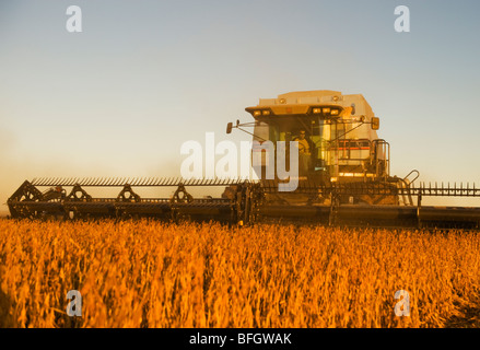 Mietitrebbia su campo di soia in prima serata. Nei pressi di Lorette, Manitoba, Canada Foto Stock