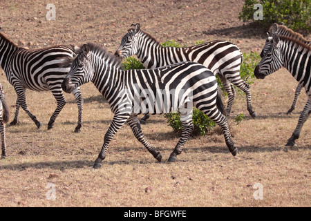 branco di zebre Foto Stock