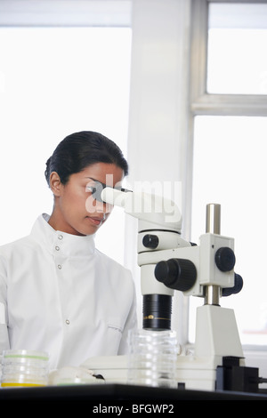 Femmina lavoratore di laboratorio mediante microscopio per esaminare la capsula di petri Foto Stock