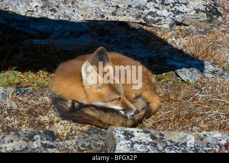 Wild Red Fox in appoggio in prossimità di alcune rocce. Alaska, STATI UNITI D'AMERICA Foto Stock