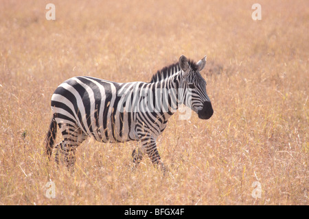 Wild zebra camminando Foto Stock