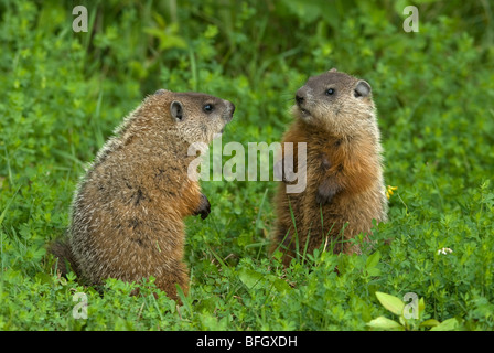 Marmotta (Marmota monax) fratelli in verde prato estivo, Ontario, Canada Foto Stock