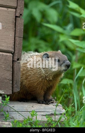 Marmotta (Marmota monax) accanto all'edificio esterno, Ontario, Canada Foto Stock