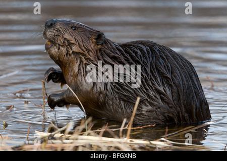 Castoro (Castor canadensis) seduto in stagno alimentazione su Aspen Tree branch, Ontario, Canada Foto Stock