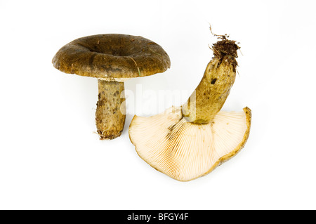 LACTARIUS TURPIS, BRUTTO MILKCAP, un comune funghi trovati nei boschi di betulla e altri boschi umidi. Foto Stock