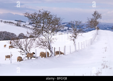 Pecore foraggio per il cibo e le coperte di neve fissaggi gallese in Radorshire Foto Stock