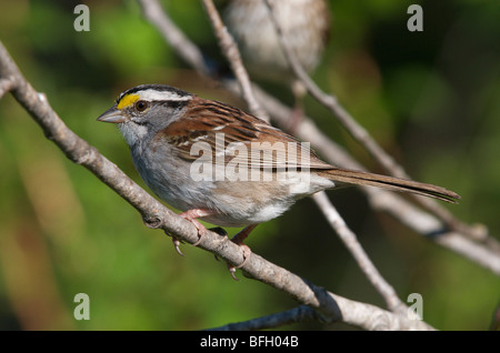 Bianco-throated Sparrow (Zonotrichia albicollis). Ontario, Canada Foto Stock