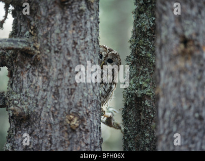 Owl spiata da dietro tree Foto Stock