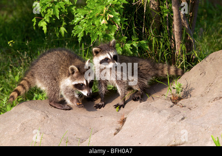 Baby procioni (Procione lotor) su roccia Foto Stock