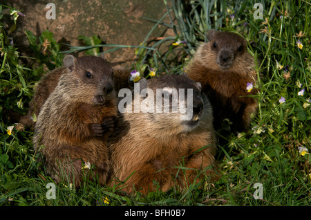 La madre e il bambino le marmotte nordamericane ((Marmota monax) vicino a den ingresso con fiori di primavera tutto intorno. America del nord. Foto Stock