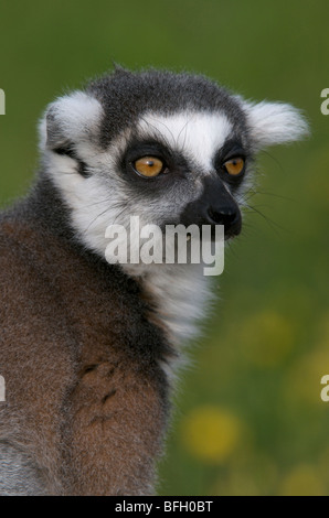 Anello-tailed Lemur (Lemur catta) nativi per il Madagascar, Africa Foto Stock