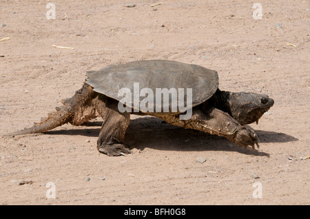 A piedi Snapping alligatore tartaruga (Macrochelys temminckii) in pietra arenaria, Minnesota, Nord America, U.S.A. Foto Stock