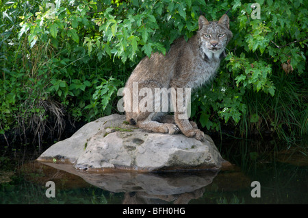(Lynx Lynx canadensis) seduto su roccia lungo il litorale di stagno, Nord America. Foto Stock