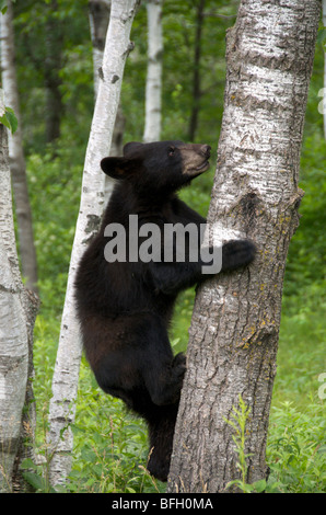 Un maschio selvatico Black Bear (Ursus americanus) salire un aspen tree in Sleeping Giant Parco Provinciale, Ontario, Canada Foto Stock