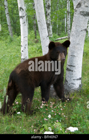 Un maschio selvatico Black Bear (Ursus americanus) in piedi accanto ad Aspen alberi in Sleeping Giant Parco Provinciale, Ontario, Canada Foto Stock