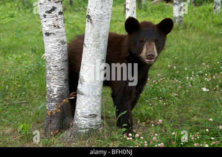 Un maschio selvatico Black Bear (Ursus americanus) in piedi accanto ad Aspen alberi in Sleeping Giant Parco Provinciale, Ontario, Canada Foto Stock