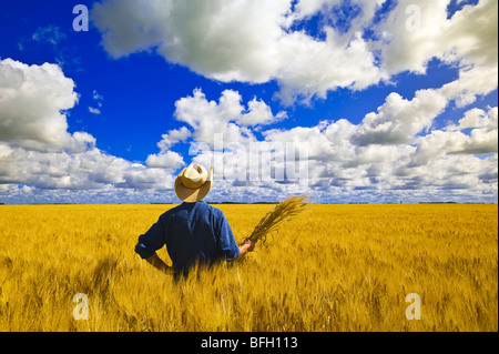 Un uomo si affaccia su un campo di maturazione frumento primaverile con cumulus nubi in background, nei pressi di Dugald, Manitoba, Canada Foto Stock