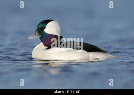 Maschio (Bufflehead Bucephala albeola) a Esquimalt Laguna, Victoria, Canada Foto Stock