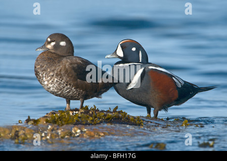 Maschio e femmina Arlecchino anatre (Histrionicus histrionicus) Foto Stock