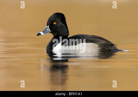 Anello maschio colli anatra (Aythya collaris) su re stagno Foto Stock