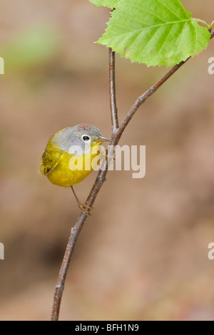 Nashville trillo (Vermivora ruficapilla) appollaiato su un ramo vicino a Huntsville, Ontario in Canada. Foto Stock