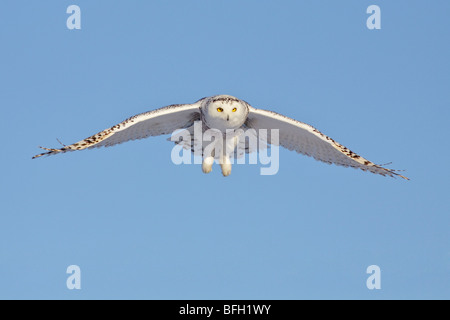 Una giovane donna civetta delle nevi (Bubo scandiacus) a caccia di roditori vicino a Ottawa, Ontario, Canada. Foto Stock