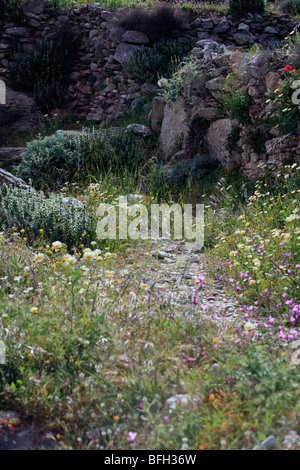 Grecia CICLADI sikinos in primavera Foto Stock