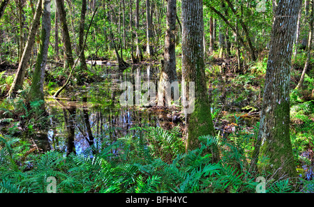 Cipresso calvo palude, Brooker Creek preservare, Tarpon Springs, in Florida Foto Stock