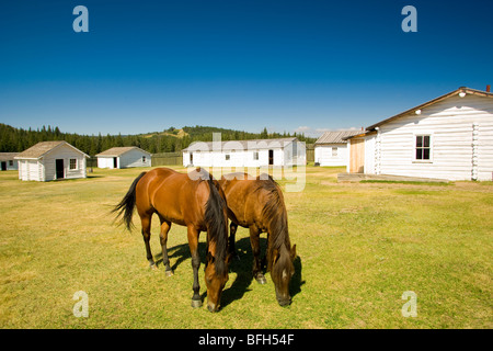 Cavalli, Fort Walsh National Historic Site, Cypress Hills parco interprovinciale, Saskatchewan, Canada Foto Stock