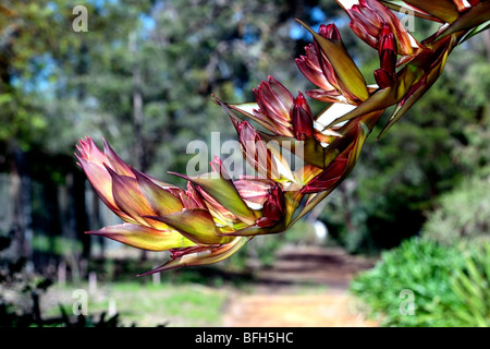 Flower spike della Lancia Lily/Giglio di fiamma/Gigante impianto Rosette/Gymea Lily- Doryanthes palmeri-famiglia agavaceae- stato vulnerabile Foto Stock