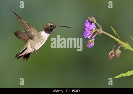 Maschio nero-chinned Hummingbird (Archilochus alexandri) in Valle Verde, Arizona, Stati Uniti d'America Foto Stock